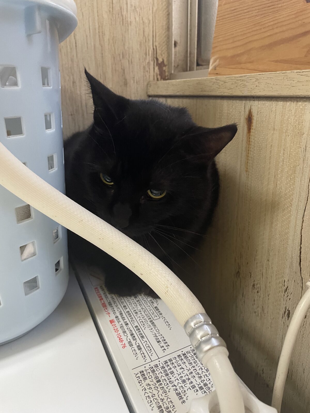 【船橋市】虚空くんのお世話報告