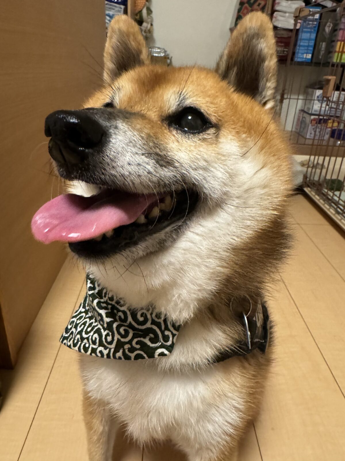 船橋市　ごろうくんのお世話