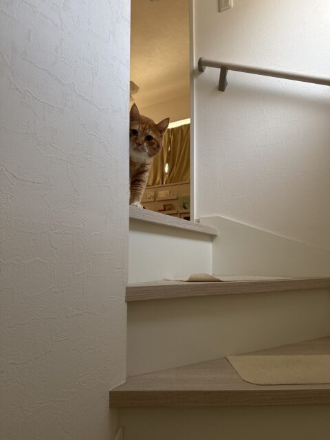 【猫のペットシッター】モカちゃん達のお世話の様子