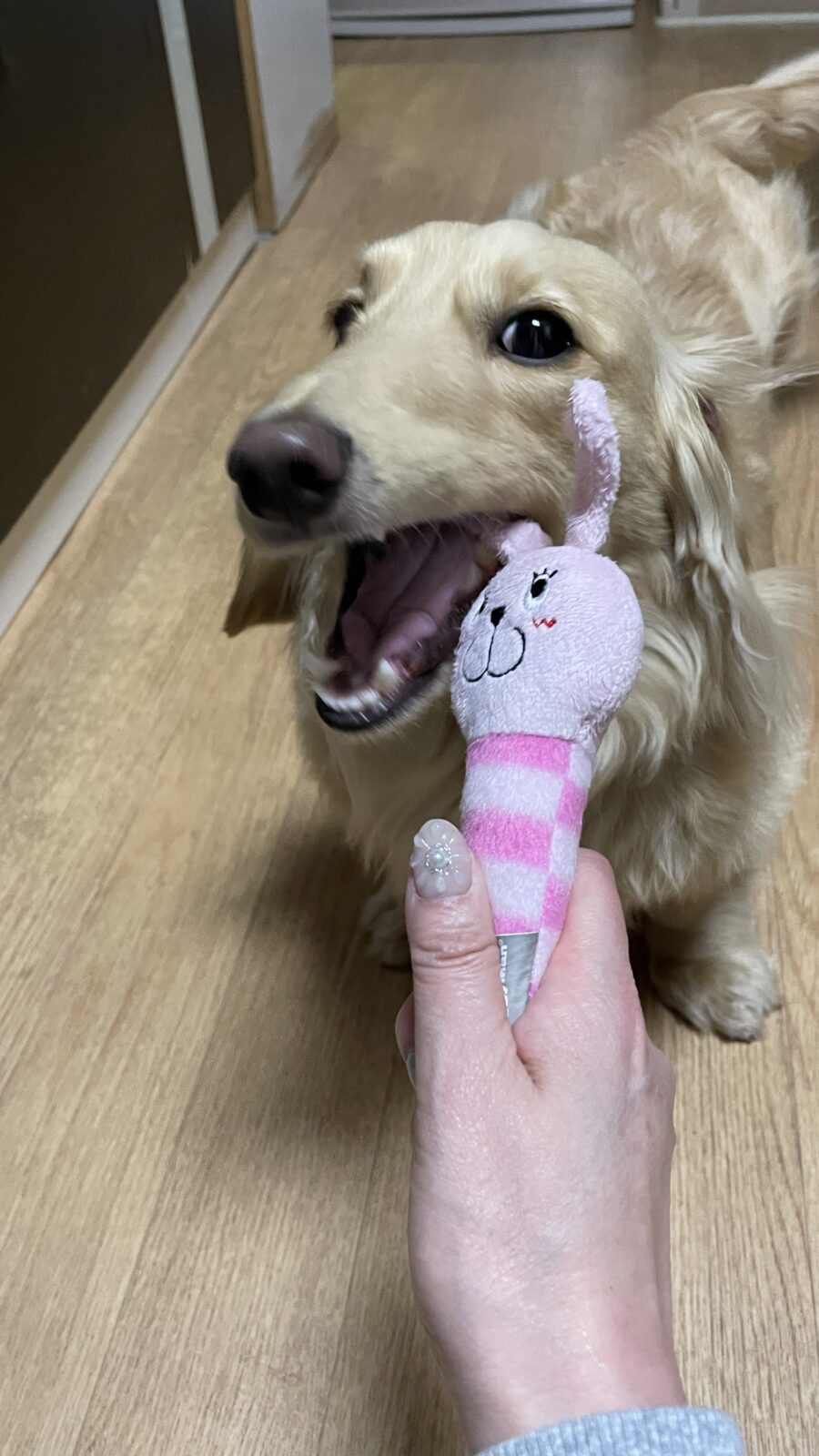 🐶熱烈なお迎え💕🥰