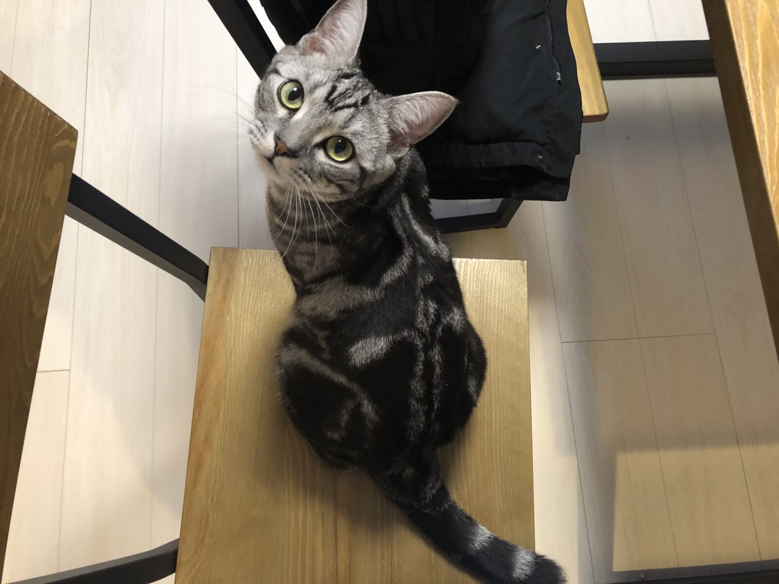 白金台 キジトラのチコ君  初回訪問