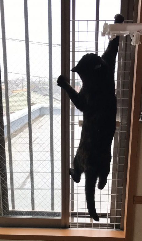 猫ちゃんの脱走防止の為のお願い