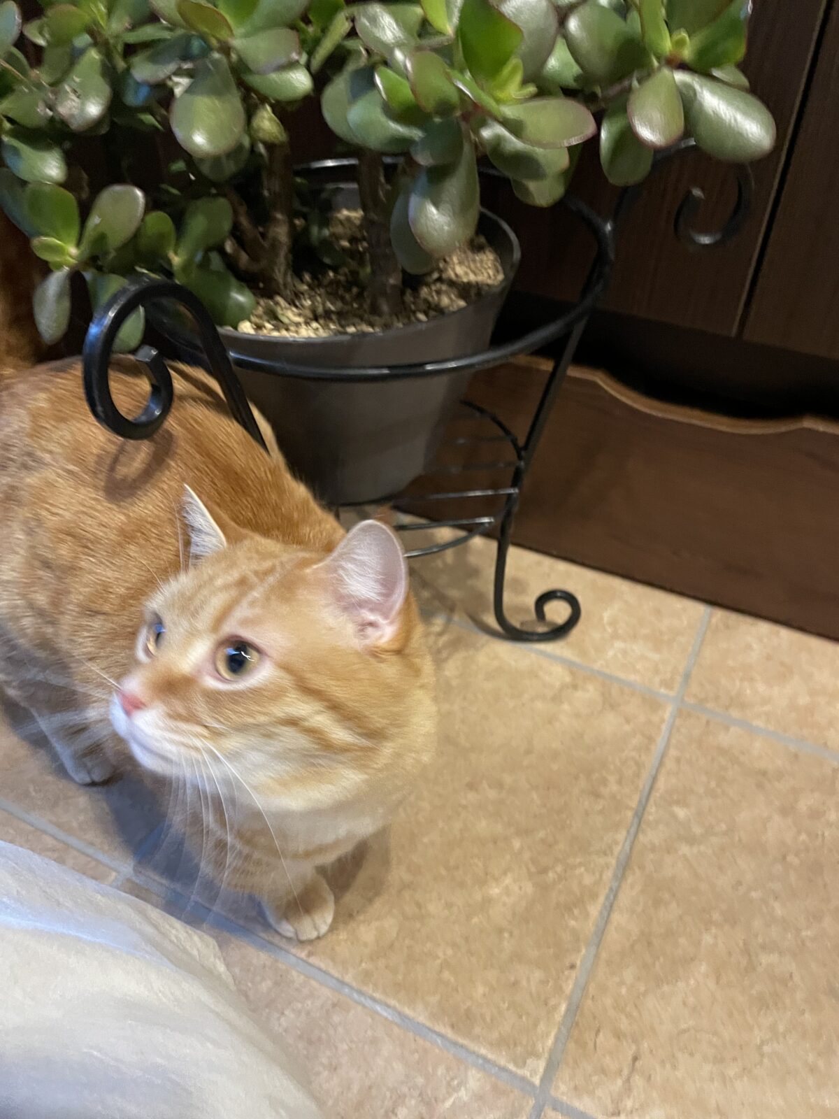 【習志野市・猫】晴くん、天くんのお世話報告