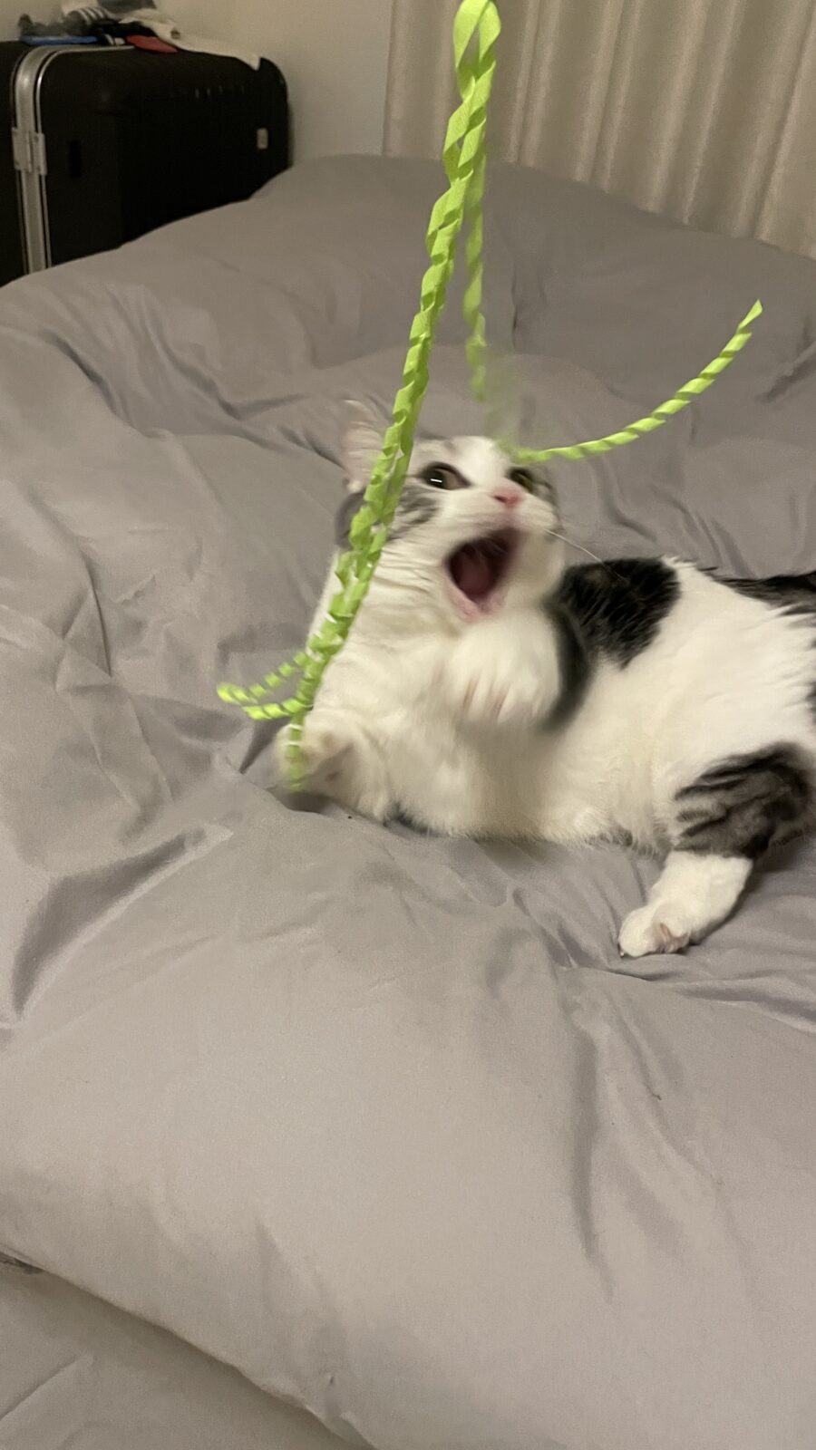 🐱ギラギラ⚡️🐱