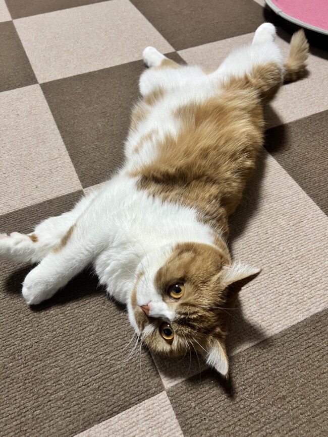 ペットシッター 福岡 仔犬のしつけ教室