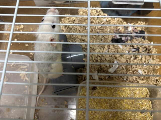 【小動物 ペットシッター】ラットちゃん達のお世話の様子
