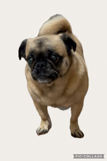 習志野市　ラブちゃんのお世話