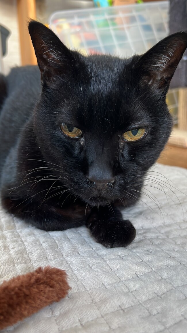 ペットシッター　猫ちゃん　黒猫のくろくんと白茶のブランくん