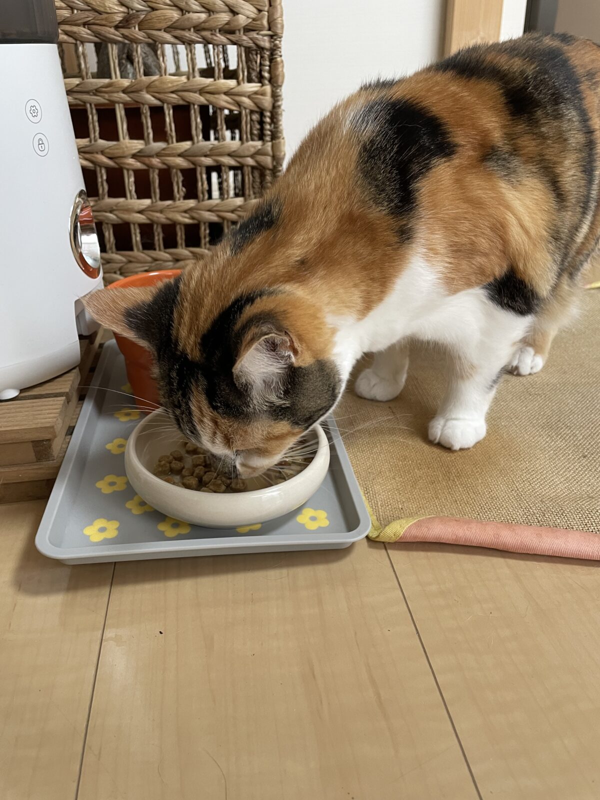 【船橋市・犬】ライくんのお世話報告