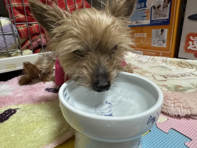 【犬のペットシッター】ハッピーくんのお世話の様子