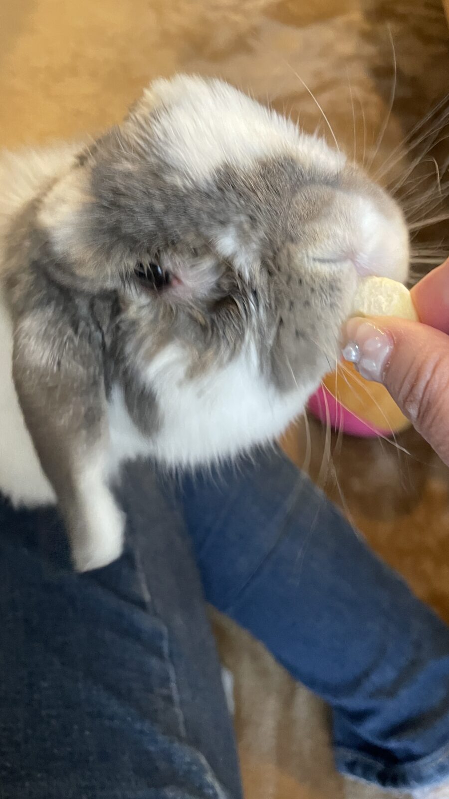 🐱弟〜編〜🐱