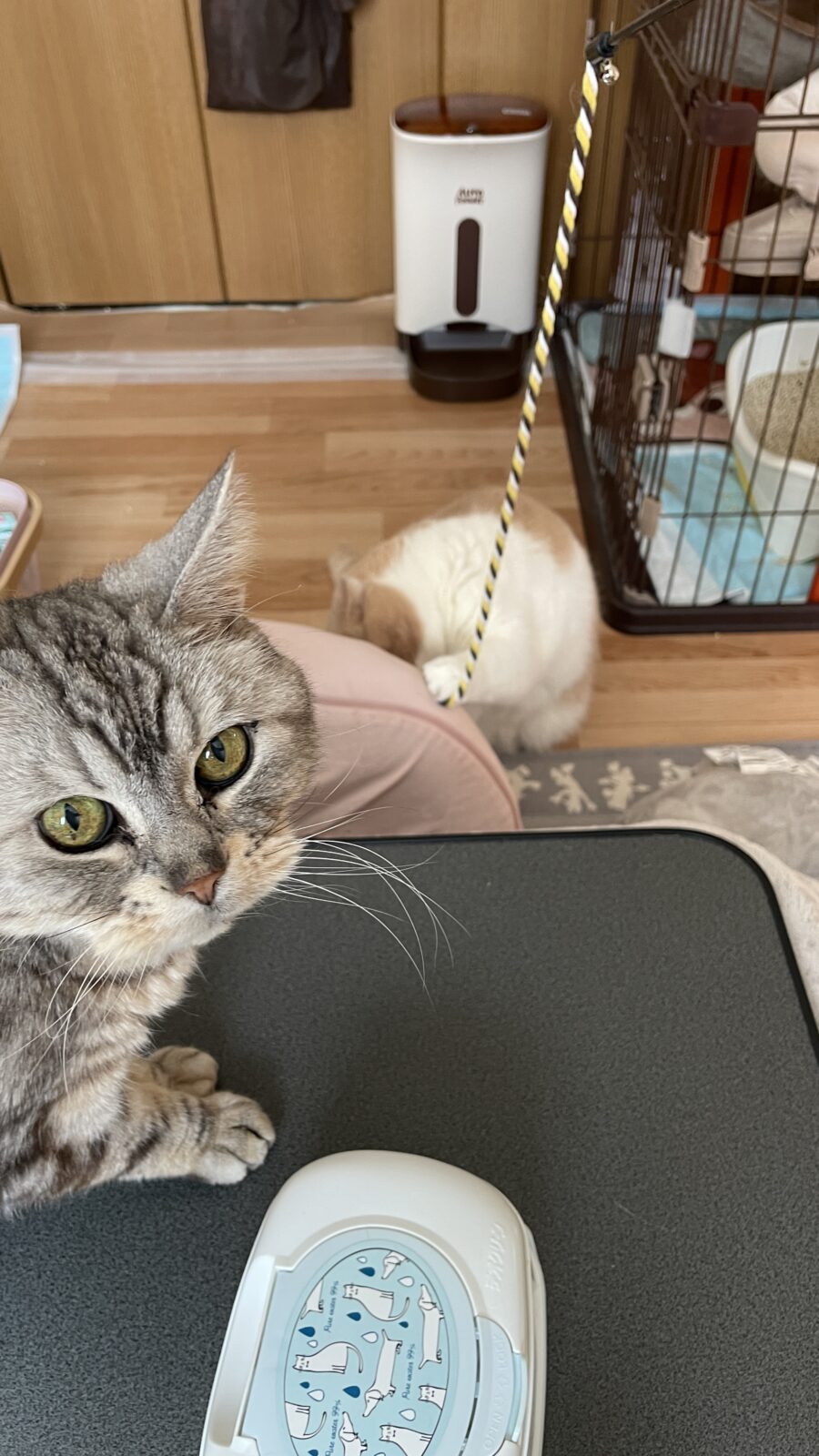 😺お水チョンチョン☺️