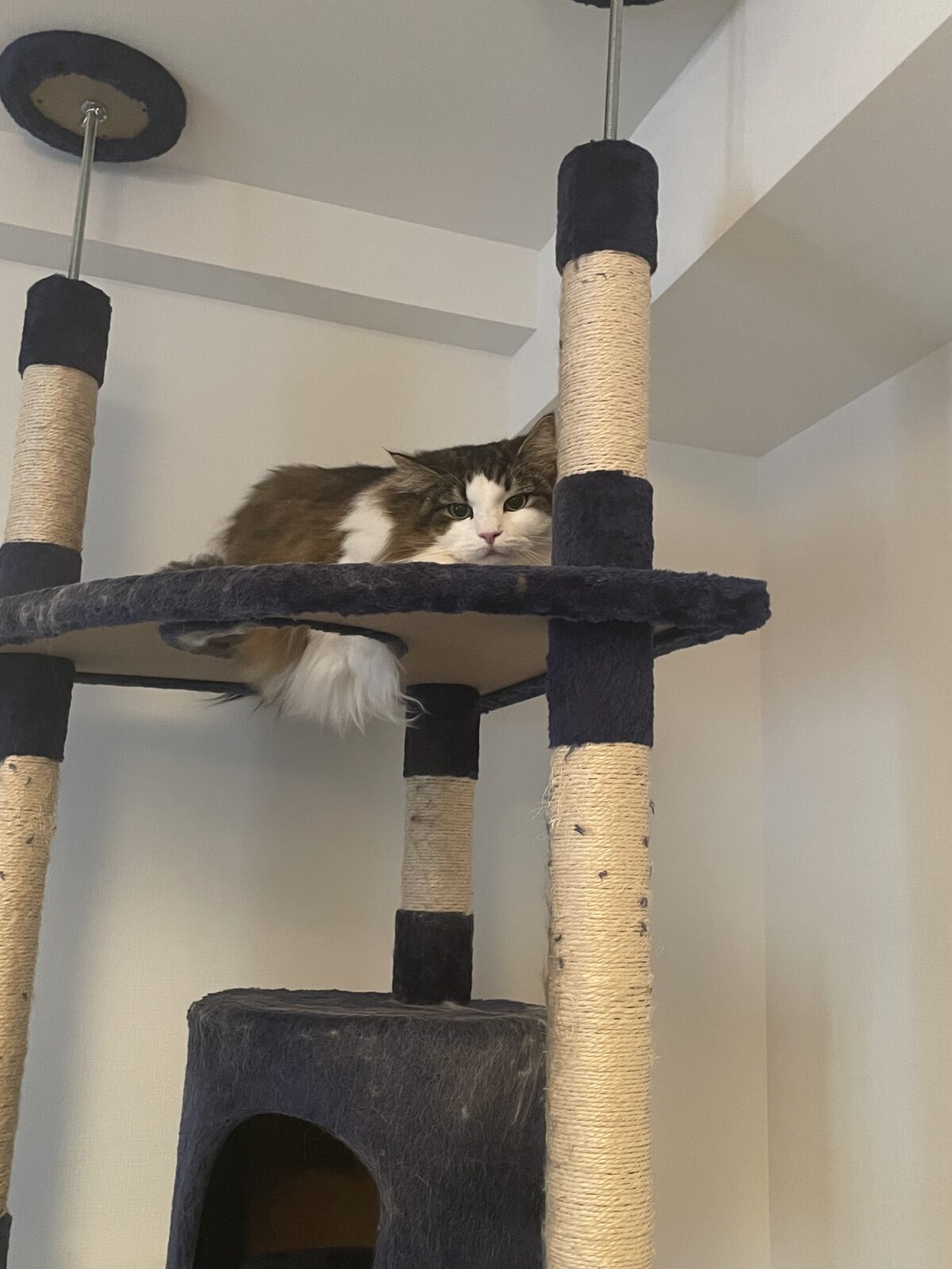 【千葉市・猫】ノイちゃんのお世話報告