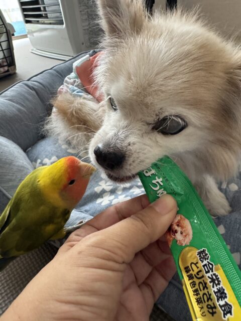 【犬の介護 ペットシッター】チャミちゃんのお世話の様子