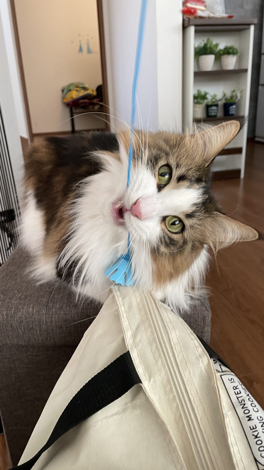 😼ジャラシ大好き💕😼