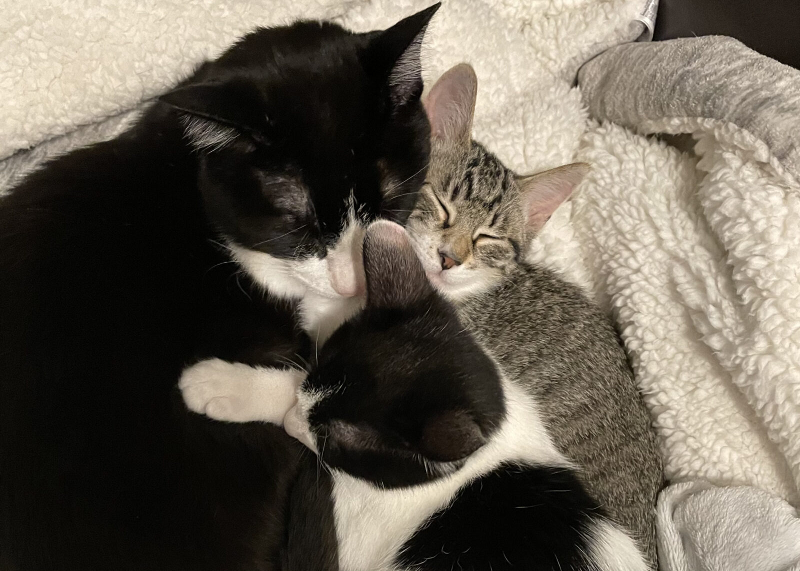 猫と災害対策・ペットセーバー