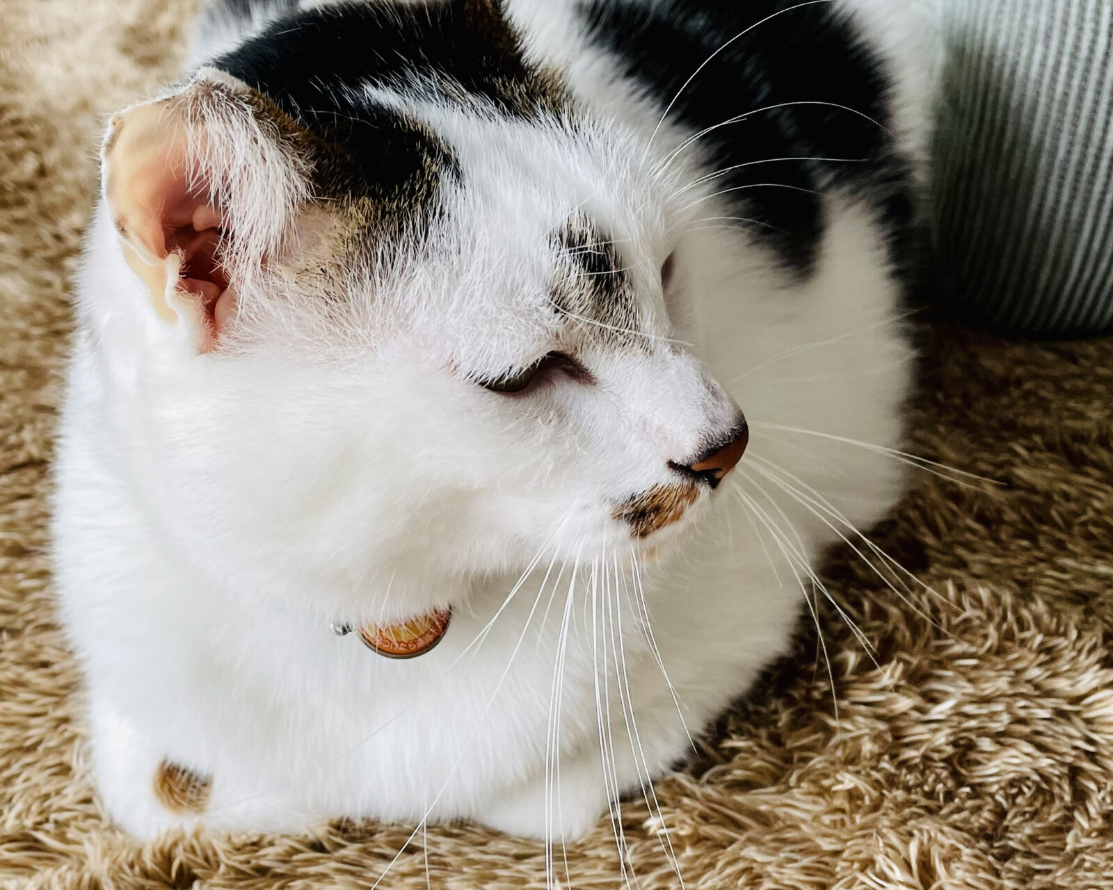 京都 向日市 白黒のぶち猫くん