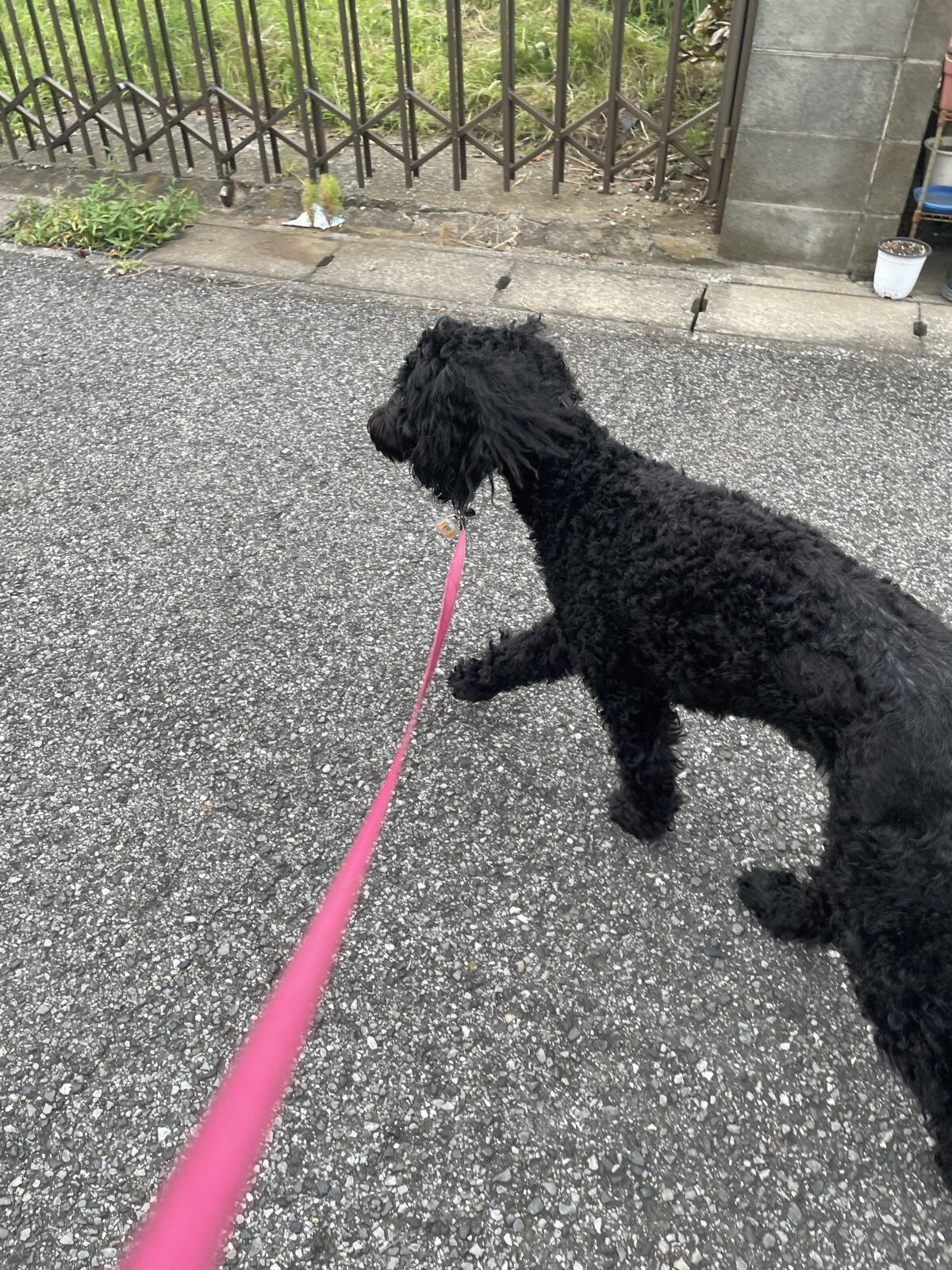 【千葉市】アイオンくんのお世話報告