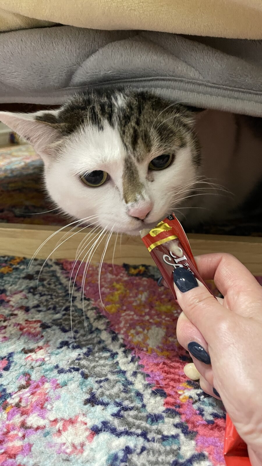 🐱初めましてのお友達　シニアにゃんこ🐱