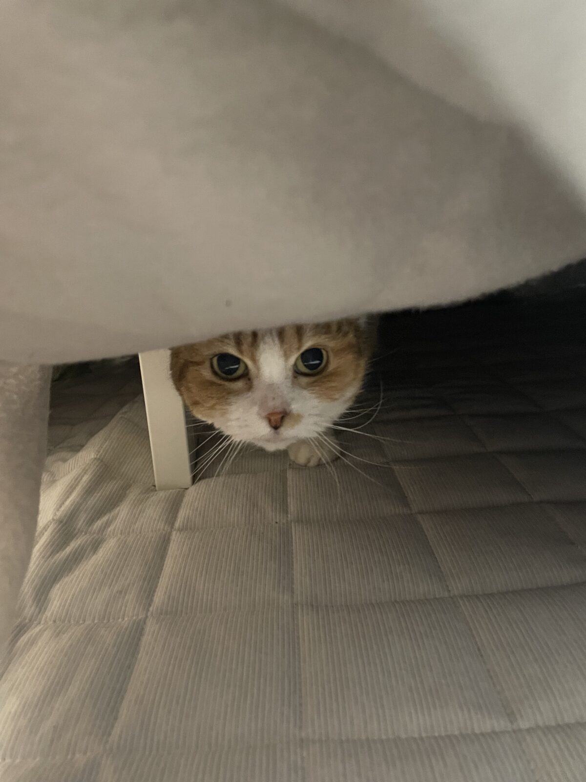 【千葉市・猫】ゆずちゃんのお世話報告