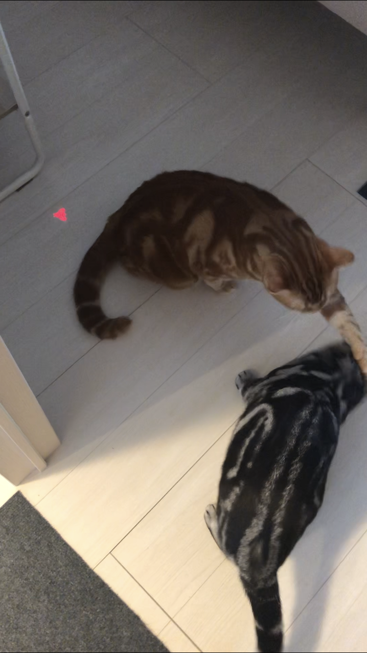 伊勢原市　大我くん　テツヤくん　リピートのご依頼③