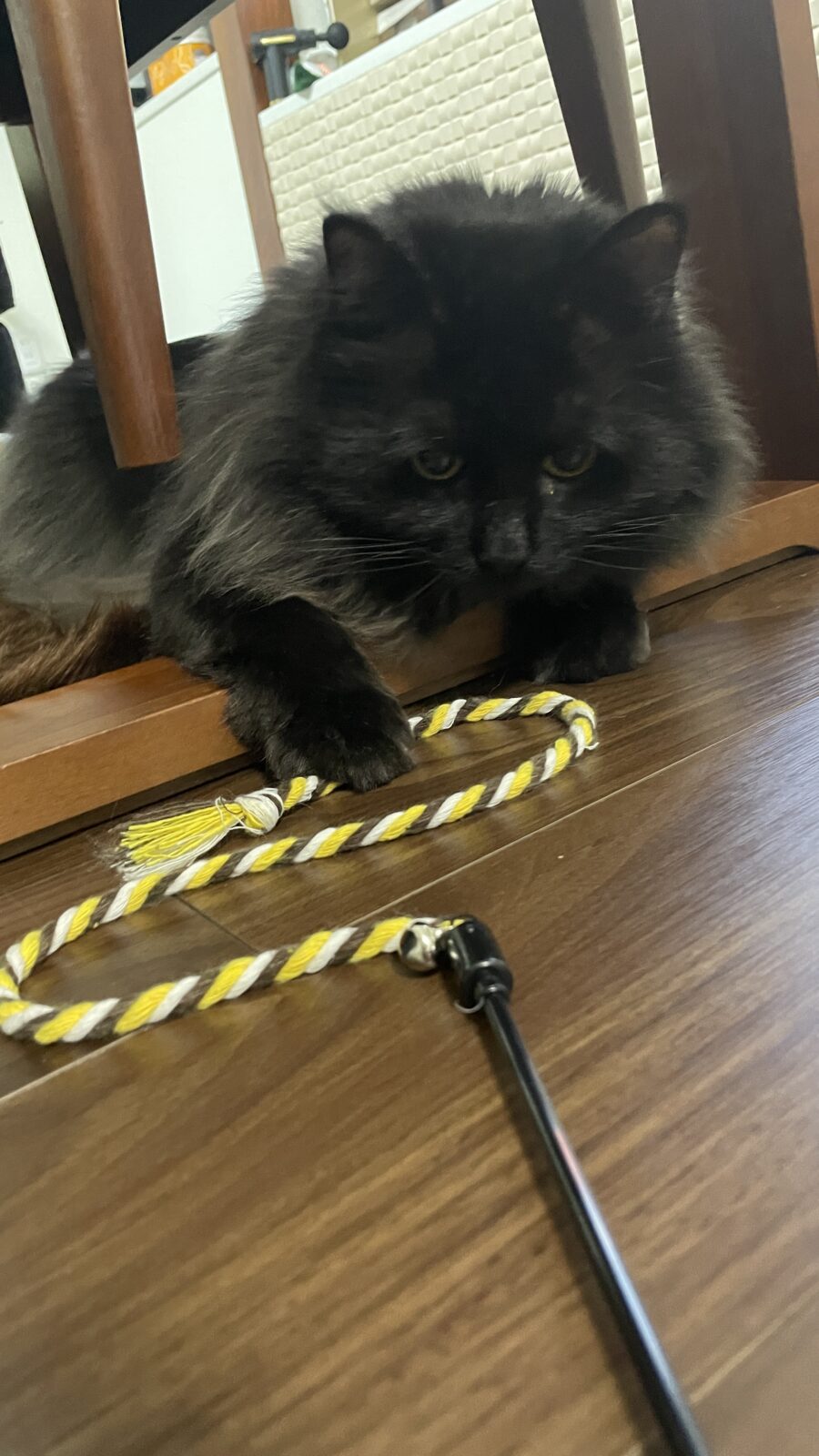 😺ゴロリーヌ🥰