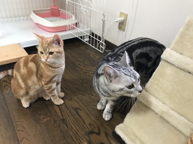 ペットホテル　アメショー　猫ちゃん