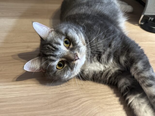 【猫のペットシッター】ろきくんのお世話の様子