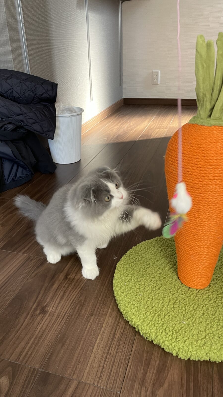 🐱初めましてのお友達　子猫ちゃん💞