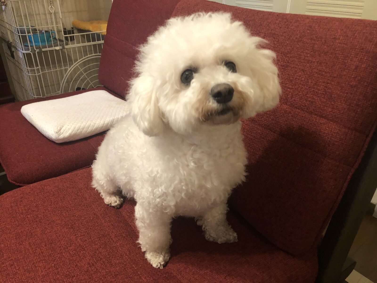 伊勢原市 ぽんずちゃん とと丸 初回訪問