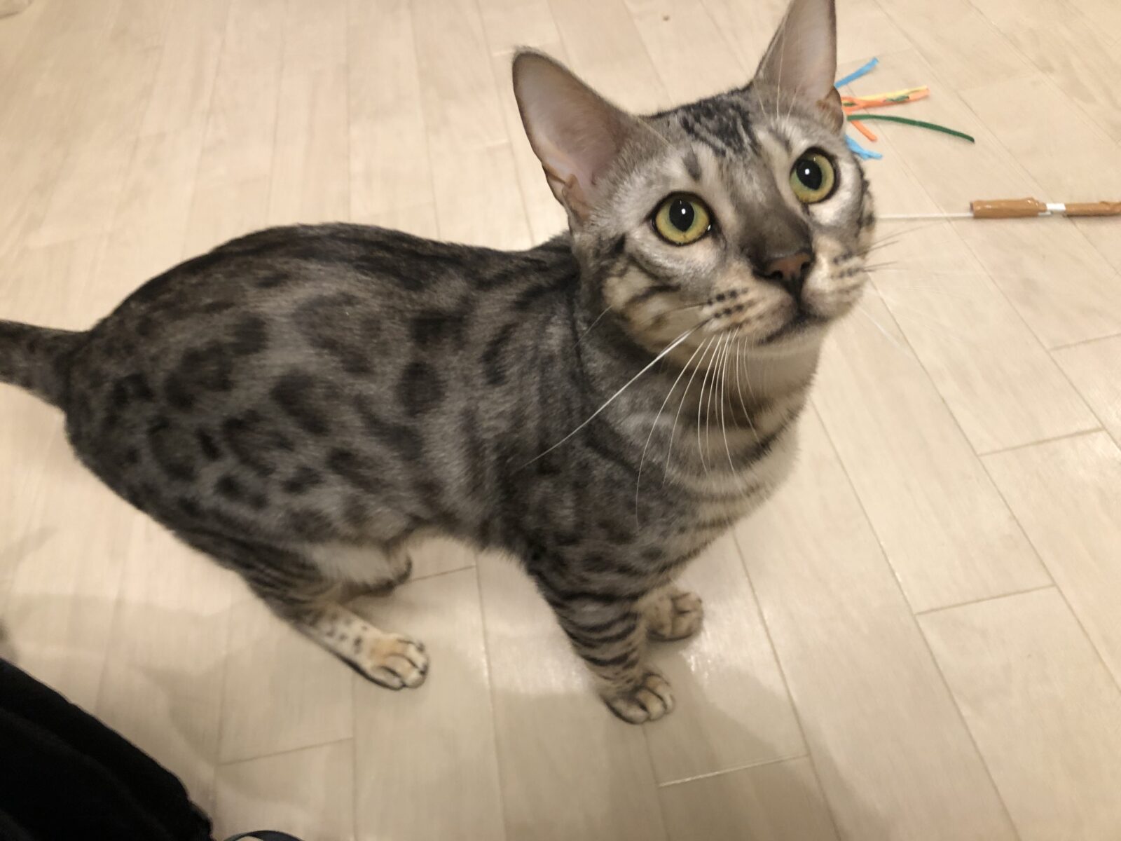 ペットシッター 朝倉市 モカちゃんのお世話①