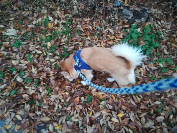 犬の要(よう)くん　伊奈町でお散歩代行