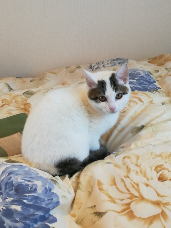 仔猫のシロちゃん　加須市でペットシッター初回訪問