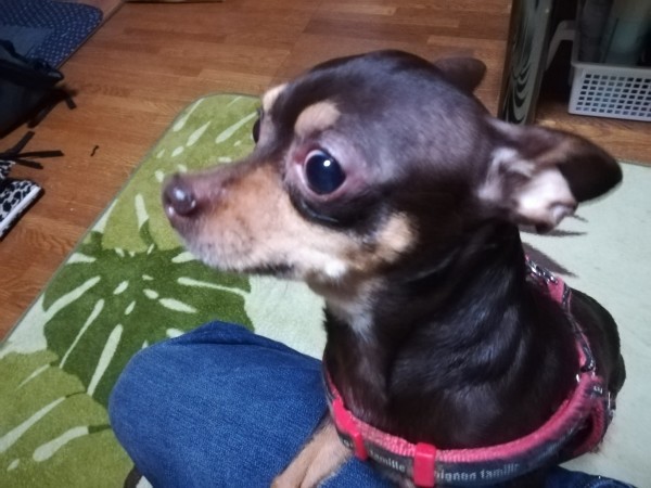 ミックスの小型犬タク君　久喜市でお世話