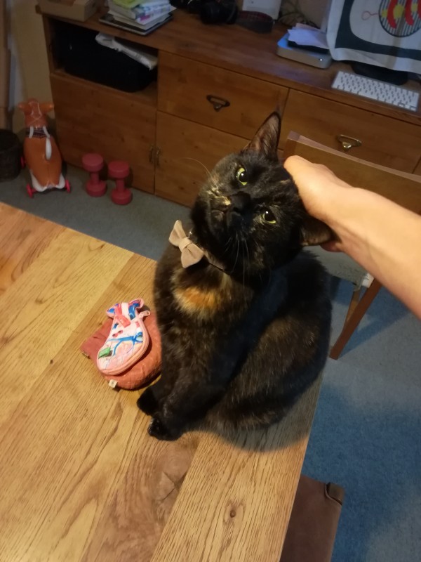 黒猫ジジちゃん　ゴールデンウィーク中のお世話２