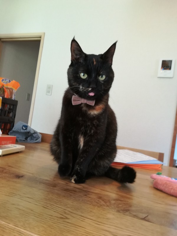 黒猫ジジちゃん　ゴールデンウィーク中のお世話１