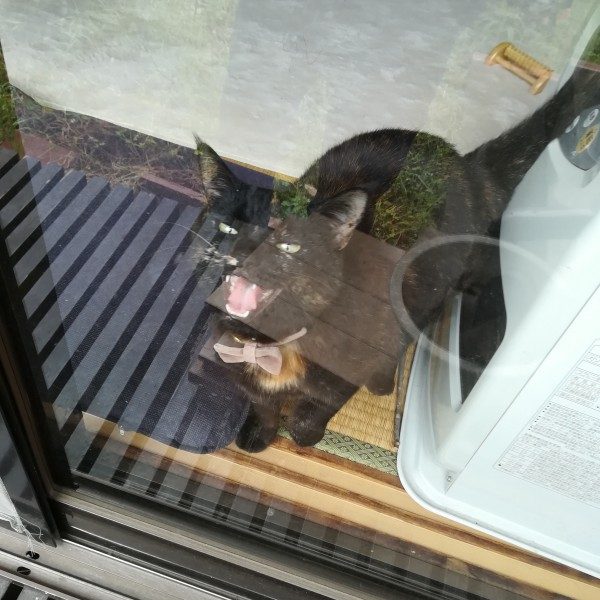 黒猫ジジちゃん　ゴールデンウィーク中のお世話３