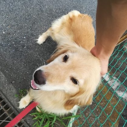 桃ちゃん,サンちゃん,他猫２匹　夏休み中のお世話１