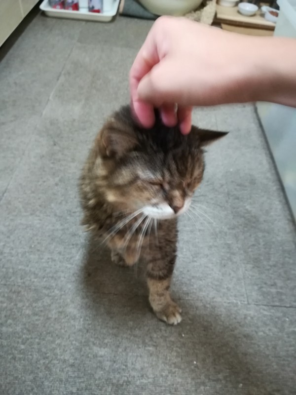 桃ちゃん,サンちゃん,他猫２匹　夏休み中のお世話２