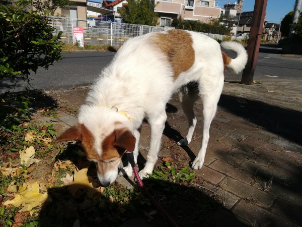 中型犬りんちゃんと猫３匹のお宅でお世話代行①