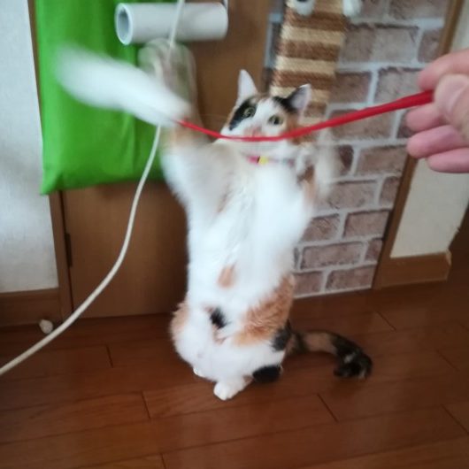 中型犬りんちゃんと猫３匹のお宅でお世話代行②