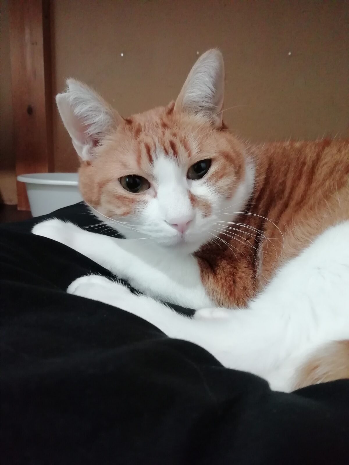 令和2年2月22日 猫の日