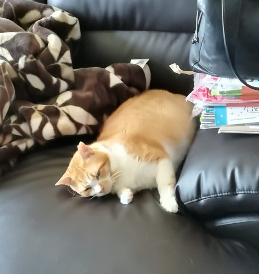 元保護猫8匹のお世話に行ってきました。