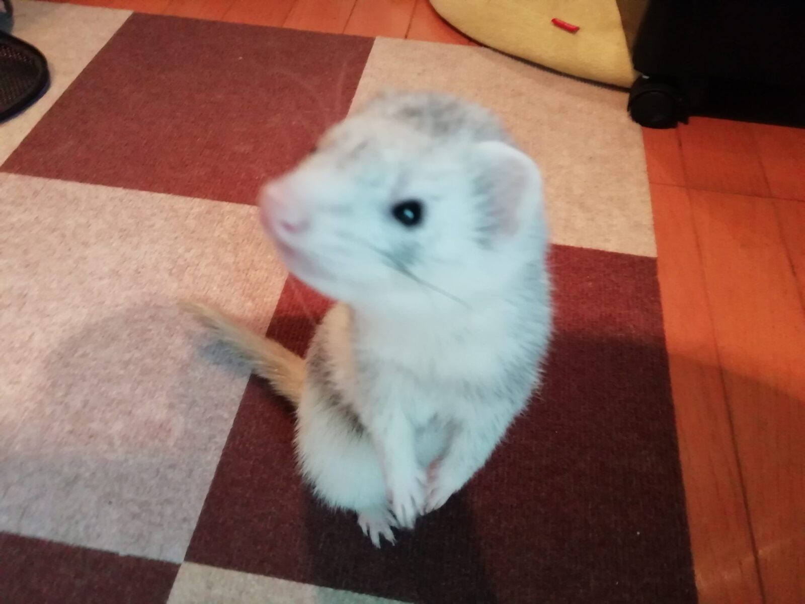 新宿区 フェレットちゃん お世話