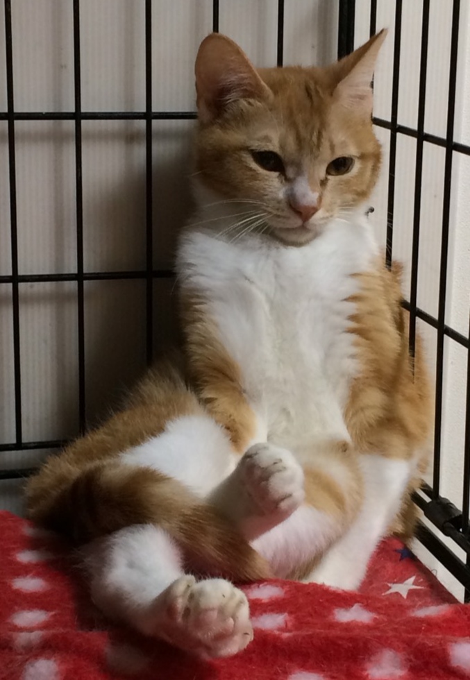 初回登録料1000円➡無料0円キャンペーン