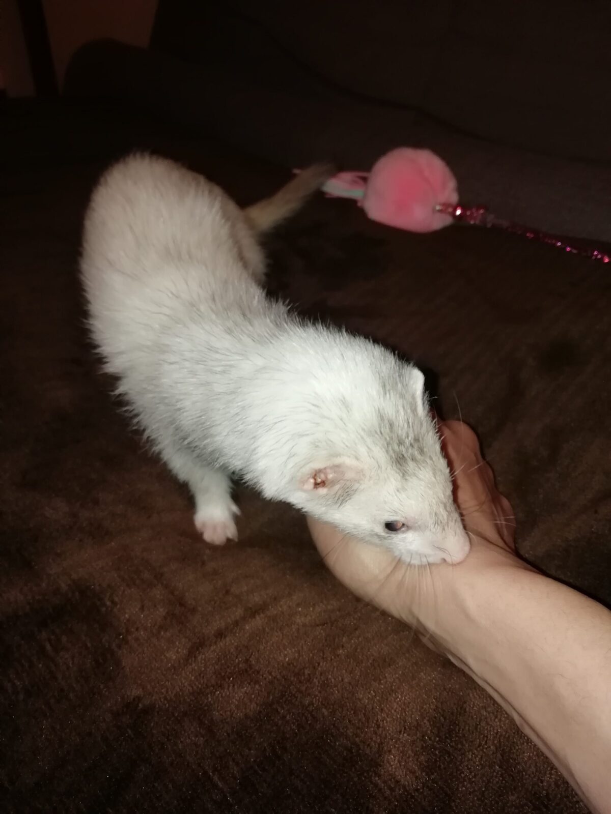 新宿区 リピーター様 フェレットちゃん お世話1日目