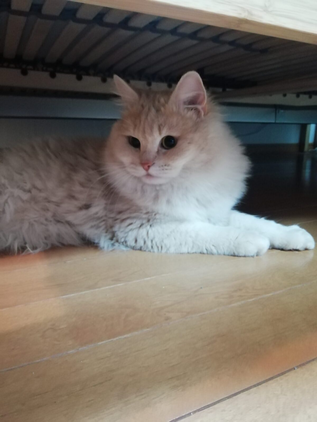 中央区 ニャンコ 初回訪問 ラガマフィンくん