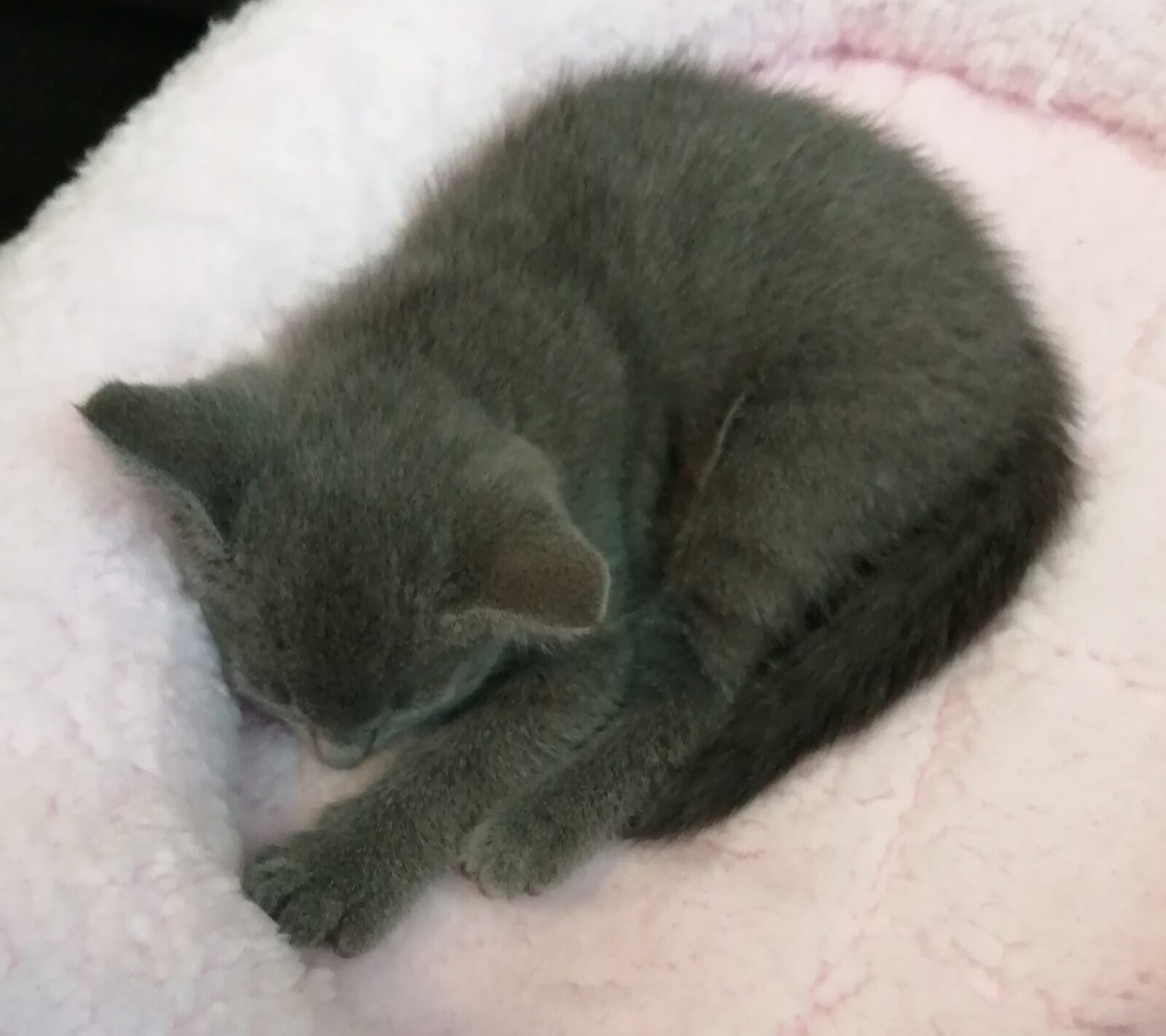 新宿区 ニャンコ 初回訪問 ロシアンブルー子猫ちゃん