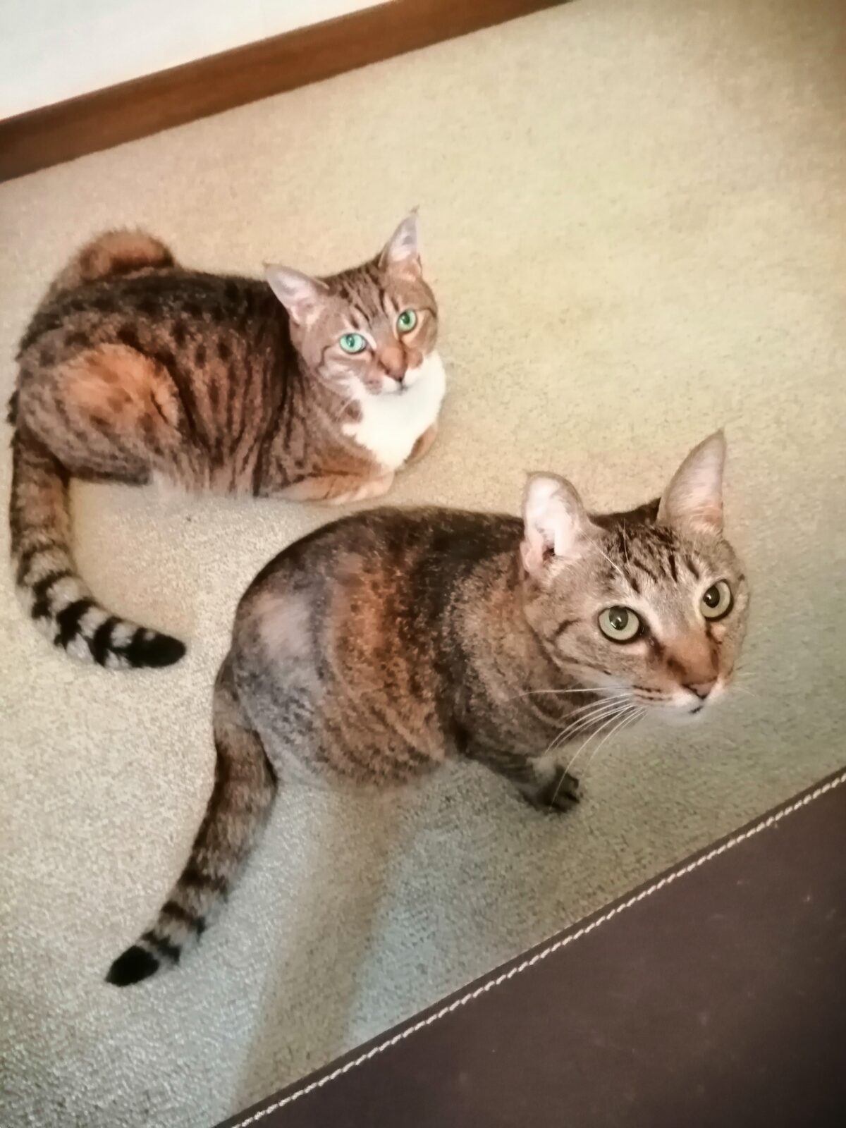 中野区 ニャンコ4匹 お世話報告