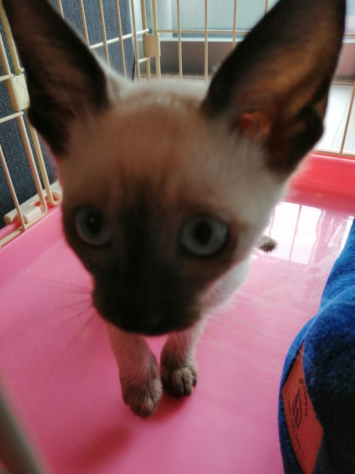 新宿区 リピーター様 シャム猫くん 頭数変更のお打ち合わせ